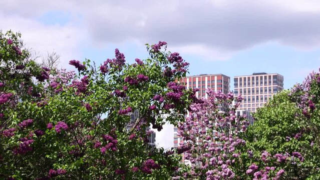 Blooming Purple Lilac In The City Park And City Buildings On The Background. Landscape Of A Summer Day With Blue Sky And Clouds. 4k. ProRes.