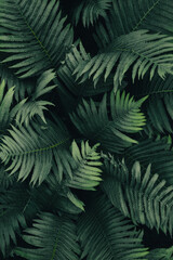 Naklejka na ściany i meble Forest ferns background, dark green leaves texture, low light plants pattern, film grain effect