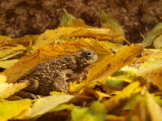 calamita toad