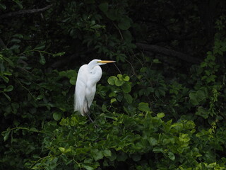 wild great egret (Ardea alba) in forest