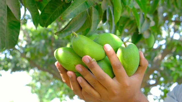 Fresh mangoes, Fresh mangoes in hand, close footage of mangoes in hand, Delicious and healthy fresh mangoes, Mango production, juicy and tasty mango
