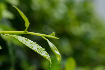 Water on leave background, Green leaf nature 
