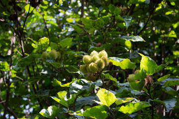 Annatto fruit from the annatto tree. Plant from which paprika is extracted.