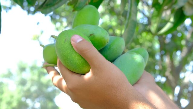 Fresh mangoes, Fresh mangoes in hand, close footage of mangoes in hand, Delicious and healthy fresh mangoes, Mango production, juicy and tasty mango
