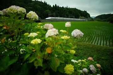 Tokaido Shinkansen N700A running Sekigahara in rainy season