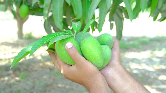 Fresh mangoes, Fresh mangoes in hand, close footage of mangoes in hand, Delicious and healthy fresh mangoes, Mango production, juicy and tasty mango

