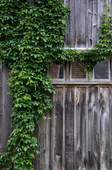 barn wall with green vine growing