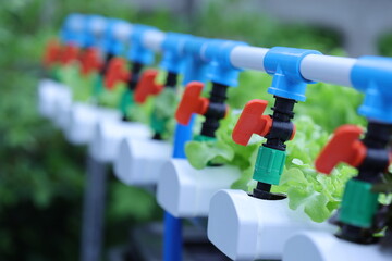 Obraz premium Hydroponics lettuces Organic fresh harvested vegetables,Farmers hands holding fresh vegetables