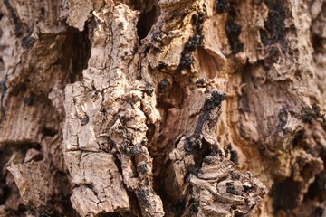 bark tree texture