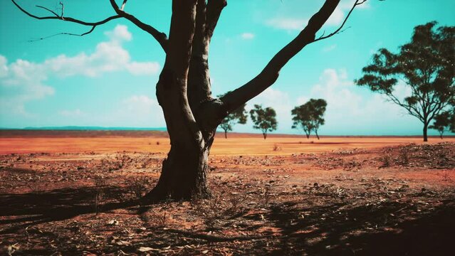 acacia tree in the open savanna plains of East Africa Botswana