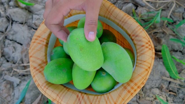 Mangoes production, fresh mango production, close footage of green mangoes, mangoes in basket, The man is collecting mangoes in a basket, mango fruit
