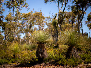 grass trees in the bush at lesueur national park western australia