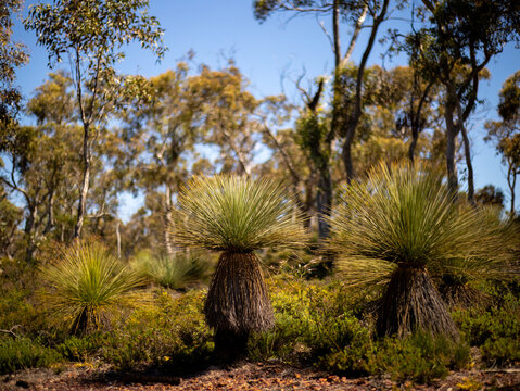 Grass Trees In The Bush At Lesueur National Park Western Australia