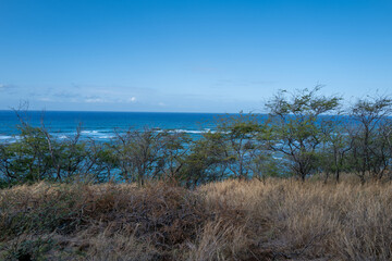 Bushes and Grass on a Mountain with Blue Sky and Ocean Background.