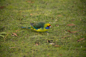 green rosella on a grass at maria island Tasmania