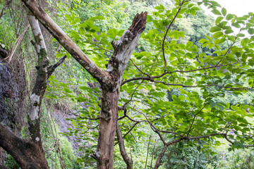 Fototapeta premium tree in the forest