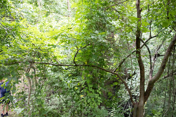 tree in the forest