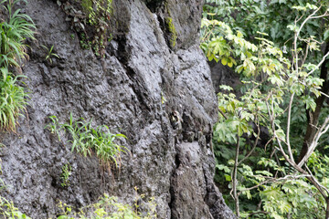 moss on tree