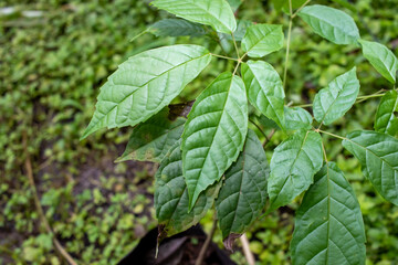 leaves