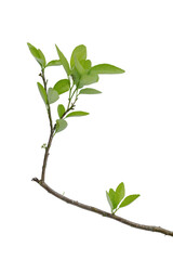 Fresh lime or lemon leaves on branch isolated over white background