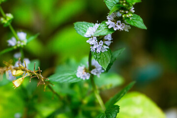 Herb Levante (Mentha viridis), widely used in folk medicine. Plant with blurred background.