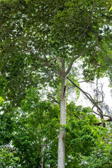 Fototapeta premium trees in the forest
