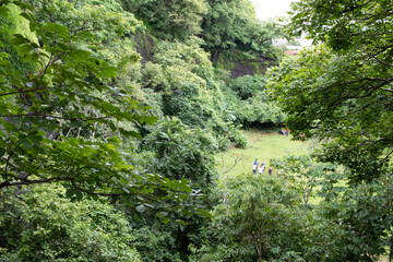 trees in the garden