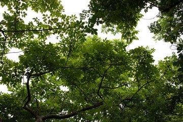 leaves and sun