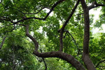 Fototapeta premium tree in the forest