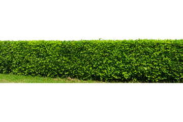 Green tree wall fence with concrete floor isolated on white background for park or garden decorative.