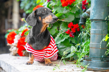 Portrait of lovely senior dachshund dog wearing striped t-shirt, who obediently sits and looks away...