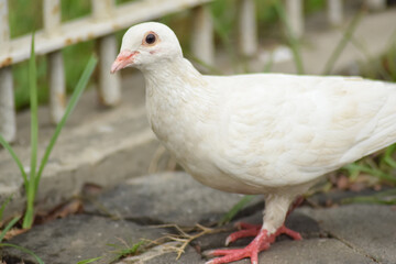  White Pigeon in the street looking for the food, crowd streets and public squares, living on discarded food and offerings of birdseed.
