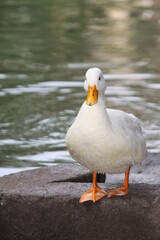 Naklejka na ściany i meble duck in the lake
