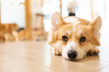 Adult corgi looking around on the wooden ground. Cute Puppy Corgi is lying on the floor 