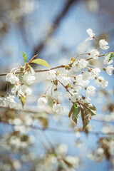Macro Close up of White flowers on tree