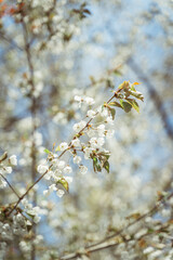 Macro Close up of White flowers on tree
