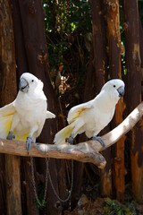 White Cacatua, cockatoo parrot at the zoo, funny domestic bird. Adorable cockatoo bird home pet in...