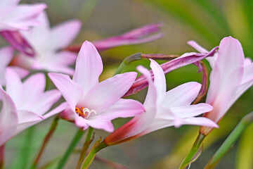 Fototapeta premium close up of pink flower blooming