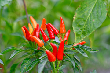 Ripe red spicy Thai chili peppers