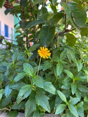Florzinha