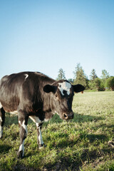 Diary Cow Close Up