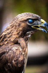 Poderosa Águila Real
