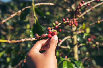 Coffee plant farm woman Hands harvest raw coffee beans. Ripe Red berries plant fresh seed coffee tree growth in green eco farm. Close up hands harvest red seed in basket robusta arabica plant farm.
