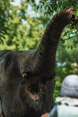The head of an elephant that collects food from a tree with its trunk