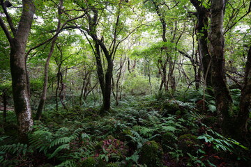 primeval forest with mossy rocks and fern