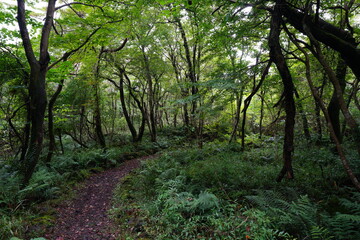 Fototapeta na wymiar pathway through thick wild forest