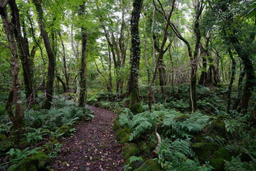 fern and pathway in autumn forest