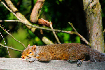 Eastern Grey Squirrel (Sciurus carolinensis) sleeping on top of a fence