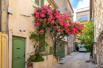 Colorful pink blossom bougainvillea flowers line the narrow streets of the Old Town area of the Mediterranean city of Saint-Tropez on the Cote d'Azur.