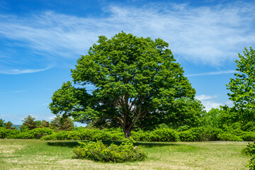 【資料画像：木】青森市八甲田山中萱野高原にはなんとなく気になる木がある。名前は不明。